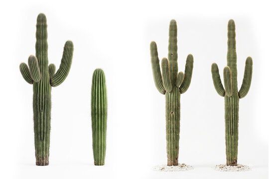 Isolated Saguaro Cactus Sentinel of the Southwest. 3D illustration cactus. Ideal for desert, botanical, ecology, landscape design, and 3D render projects.