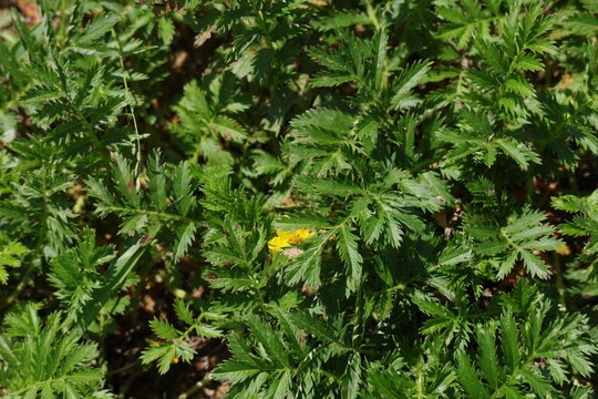 Green silverweed leaves creating a natural botanical background, Potentilla anserina