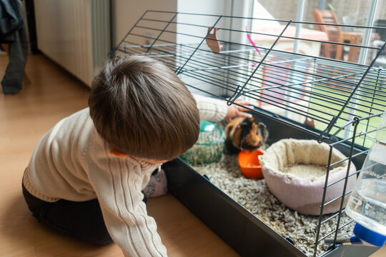 A young white boy interacts with his small pet inside a cage at home