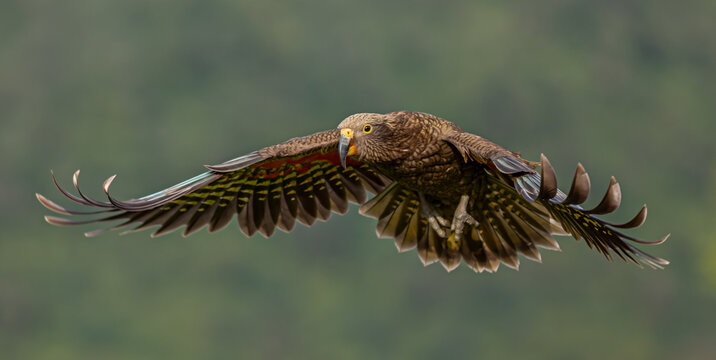 Kea, Nestor notabilis, im Flug mit voll ausgebreiteten Fluegeln, Frontalansicht, Suedinsel, Neuseeland, vor unscharfem gruenem Waldhintergrund, ausgestreckter Fuss, natuerlicher Lebensraum