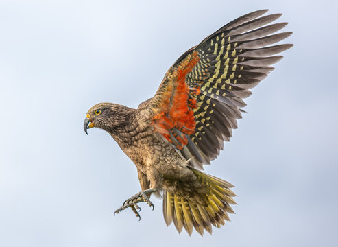 Kea, Nestor notabilis, im Landeanflug mit ausgestreckten Krallen, Fluegel weit gespreizt, Suedinsel, Neuseeland, Portraet vor hellem Himmel, orange und gelbe Federn sichtbar
