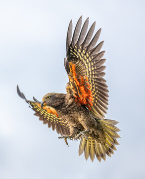 Kea, Nestor notabilis, im Landeanflug mit angezogenen Beinen, Fluegel weit nach oben gespreizt, Suedinsel, Neuseeland, leuchtend orange Unterfluegel, Rueckansicht vor hellem Himmel
