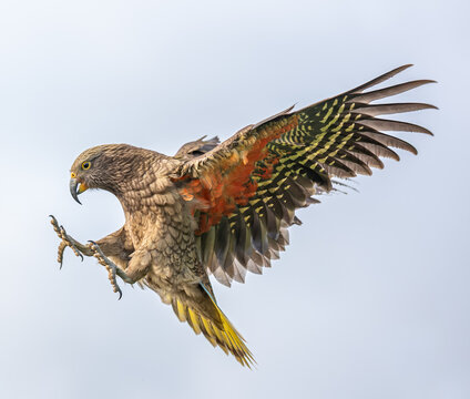 Kea, Nestor notabilis, im Landeanflug mit ausgestreckten Krallen, Fluegel weit gespreizt, Suedinsel, Neuseeland, Portraet vor hellem Himmel, orange und gelbe Federn sichtbar