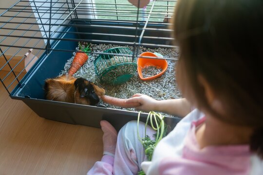 White Child feeding a guinea pig a carrot inside an indoor pet cage