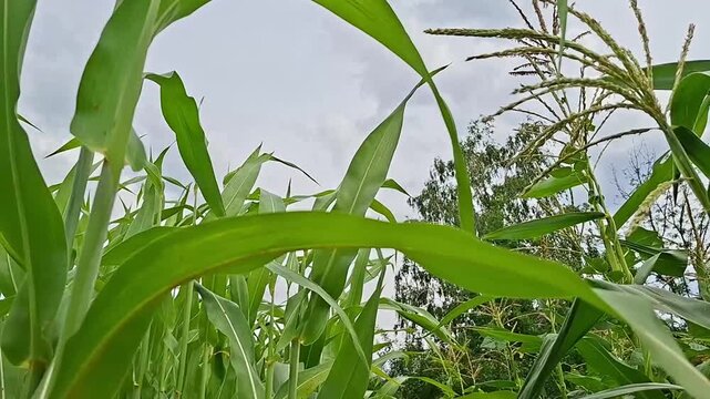 Green corn leaves swaying in the summer breeze on field. Nature background with plant foliage for greeting card. Agricultural concept of organic farm harvest.