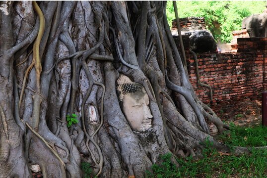 Famous stone Buddha head embedded in banyan tree roots at Wat Mahathat, Ayutthaya, Thailand