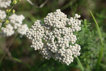 White yarrow flowers growing in a sunny summer field, Achillea millefolium © Olga