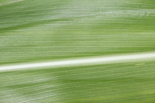 Green corn leaf texture with natural vein pattern background