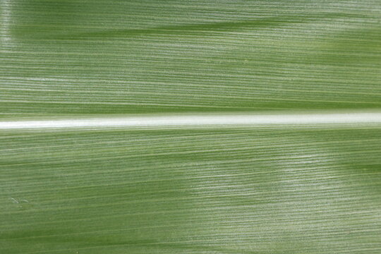 Fresh maize leaf texture with vibrant green natural pattern