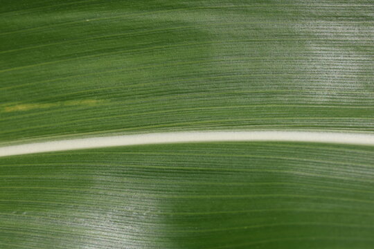 Fresh corn leaf with detailed natural ribbed texture