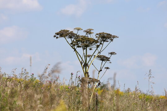 Tall hogweed plant growing in a meadow against the sky
