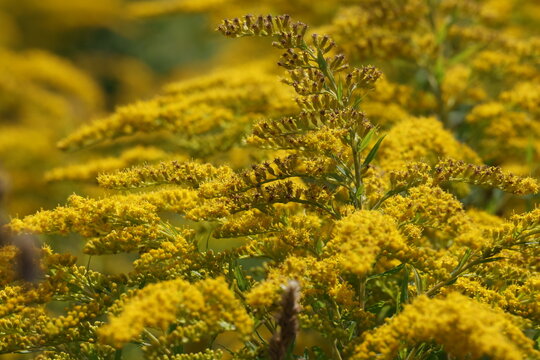 Goldenrod blooming with yellow flowers in a summer meadow, Solidago