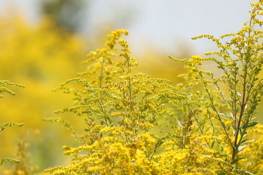 Bright yellow goldenrod flowers growing in a natural field, Solidago