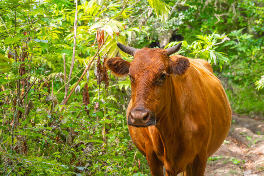 Portrait of a cow in a bright green jungle