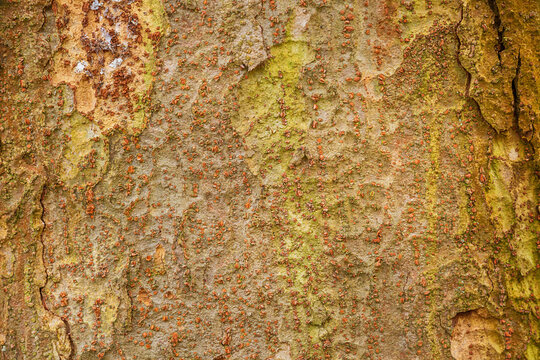 Close-up of rough tree trunk surface for biophilic design wallpaper, organic 3D texture mapping in CGI rendering, and sustainable rustic background materials for digital art.