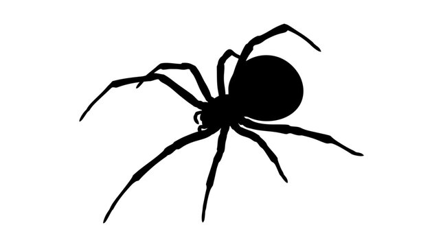 Halloween Black spider silhouette vector, creepy arachnid icon for Halloween design, realistic widow spider shape isolated on white background vector