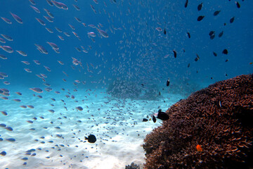 Wide underwater view of coral reef and schooling fish over white sand seabed in Okinawa Japan © bongoman