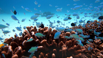 Close view of branching coral reef with blue damselfish in shallow tropical water Okinawa Japan © bongoman