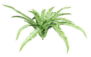 Fototapeta premium Bird's Nest Fern Isolated PNG, Tropical Fern, Transparent Background