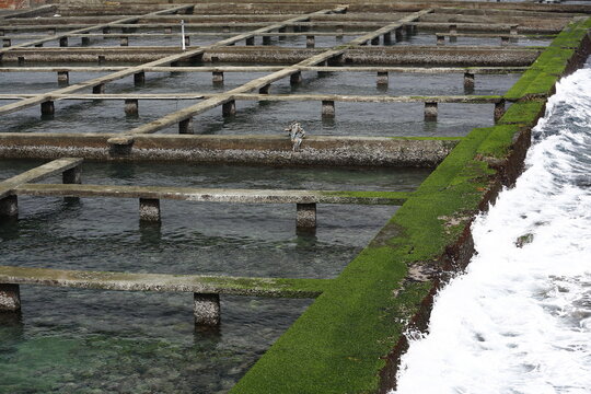 Abalone Farming Ponds Line Taiwan&rsquo;s Rocky Coast.