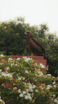 red tailed hawk