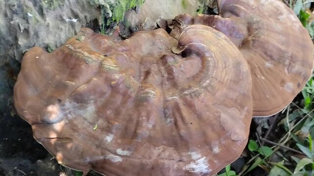 Ganoderma mushrooms, which often grow on rotting or dead tree trunks