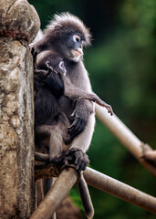 Dusky leaf monkey mother holding baby langur © Pawich Sattalerd