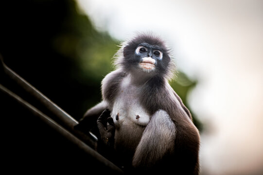 Dusky leaf monkey observing environment with curious expression