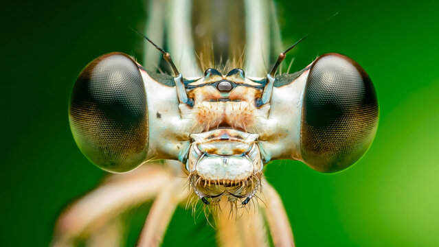 Damselfly face showing detailed compound eyes macro