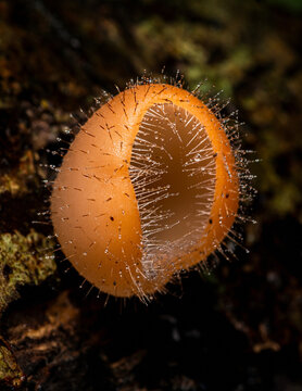 Orange hairy cup fungus growing in forest