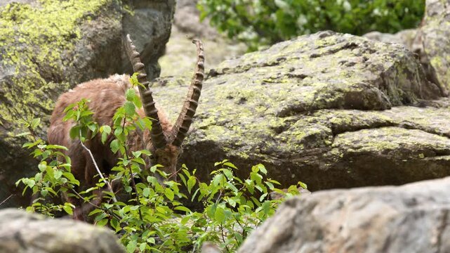 Alpine Ibex Grazing on Rocky Mountain Slope in Italy