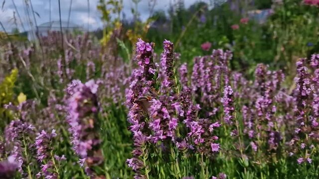 Blooming Hyssop (Hyssopus officinalis) with Pollinators
