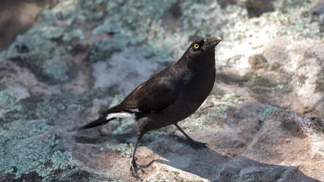 Pied Currawong Standing on Lichen Covered Rock in Australia