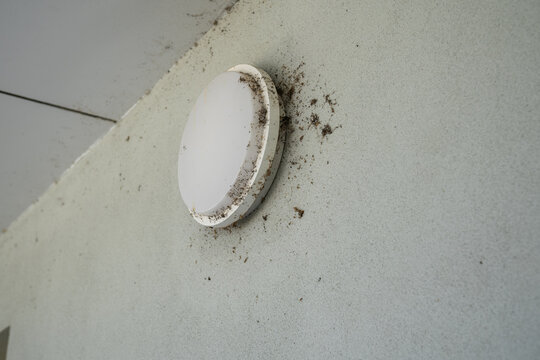 a round outdoor light fixture mounted on a light gray exterior render wall beneath a porch ceiling, heavily surrounded by cobwebs, dust, and spider webs showing neglect and maintenance needs.