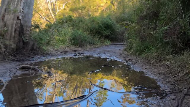 Low Angle View of Forest Trail with Muddy Water Puddle