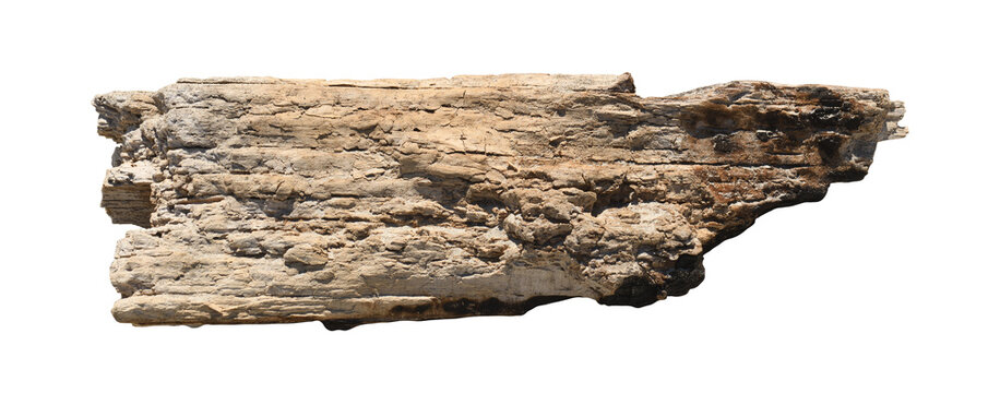 Old aged weathered driftwood piece isolated on white background.