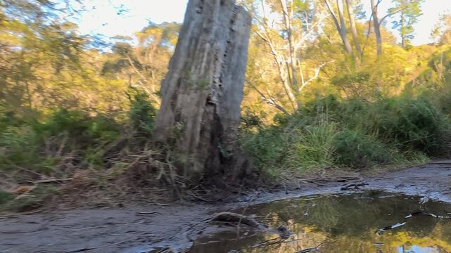 Muddy Hiking Trail with Water Puddle Reflection in Blue Mountains Forest