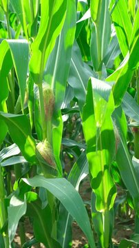 Young corn cobs growing on green stalks in an agricultural farm field.