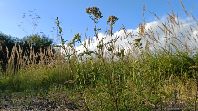 Static composition. Ural forest, mixed and broadleaf areas. Leaves and flowers sway in a gentle breeze.