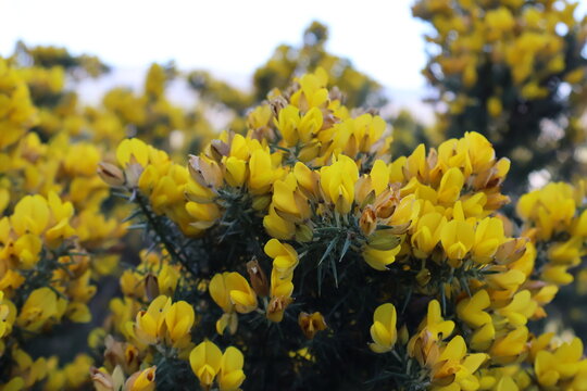 Bright yellow, pea-shaped blooms of Ulex europaeus, commonly known as common gorse