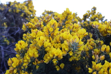 Obraz premium Bright yellow, pea-shaped blooms of Ulex europaeus, commonly known as common gorse