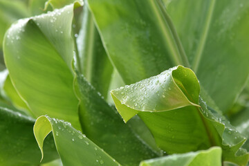 A macro shot of deep green foliage with clear water droplets, capturing nature's freshness after a revitalizing rain © Klara Bakalarova