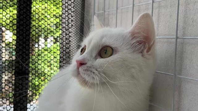The cat chatters when looking at a bird.