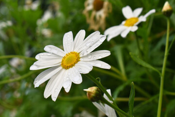 Fototapeta premium White oxeye daisy with raindrops after the rain, close-up view