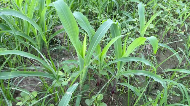 Young Johnson Grass (Sorghum Halepense) Growing Wild in a Green Field