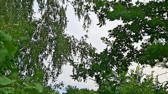 Green tree branches framing a cloudy sky. Nature background with empty space for text. Seasonal foliage border for greeting card video. Forest landscape scene.