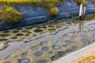 Naklejka premium Nile Tilapia Fish Breeding Nests in Shallow Aquaculture Canal