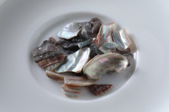 haliotis diversicolor - variously coloured abalone shell - shijueming