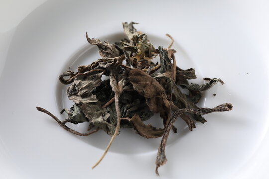 Eclipta prostrata - False daisy - mohanlian