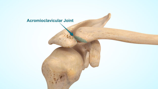 The acromioclavicular (AC) joint of 3d illustration
